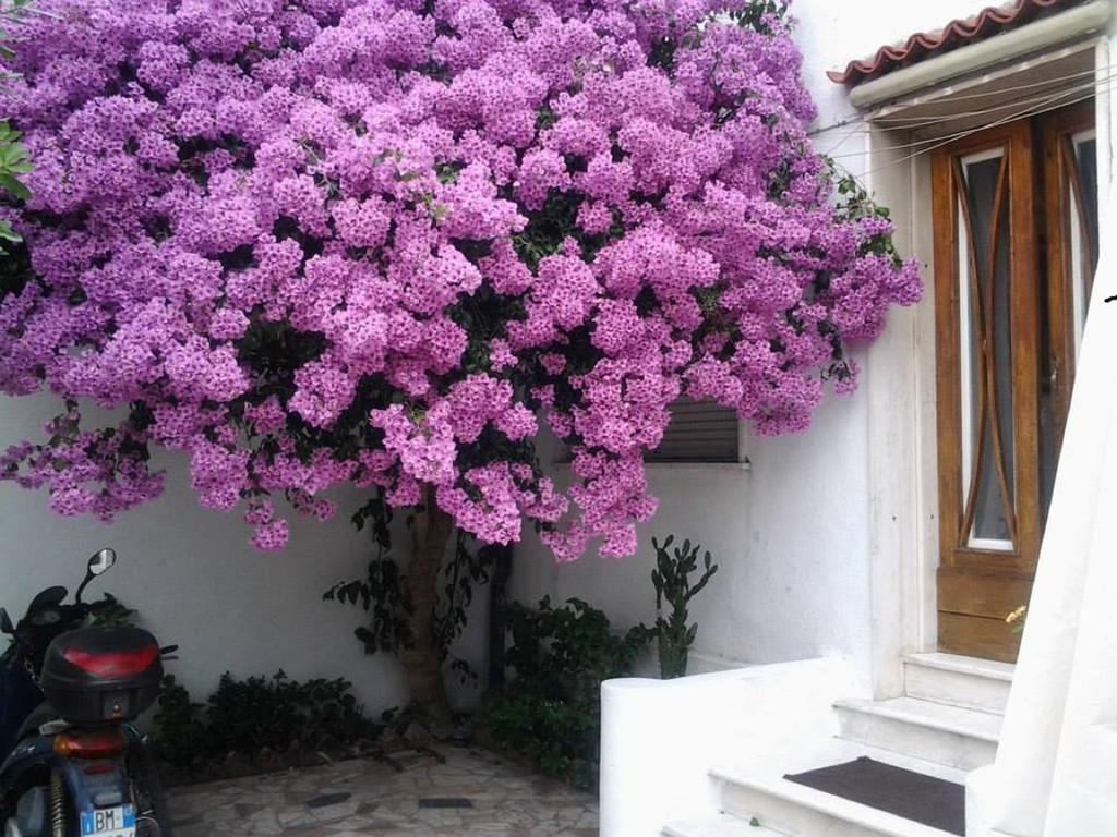 Villa Lea Viareggio Szoba fotó